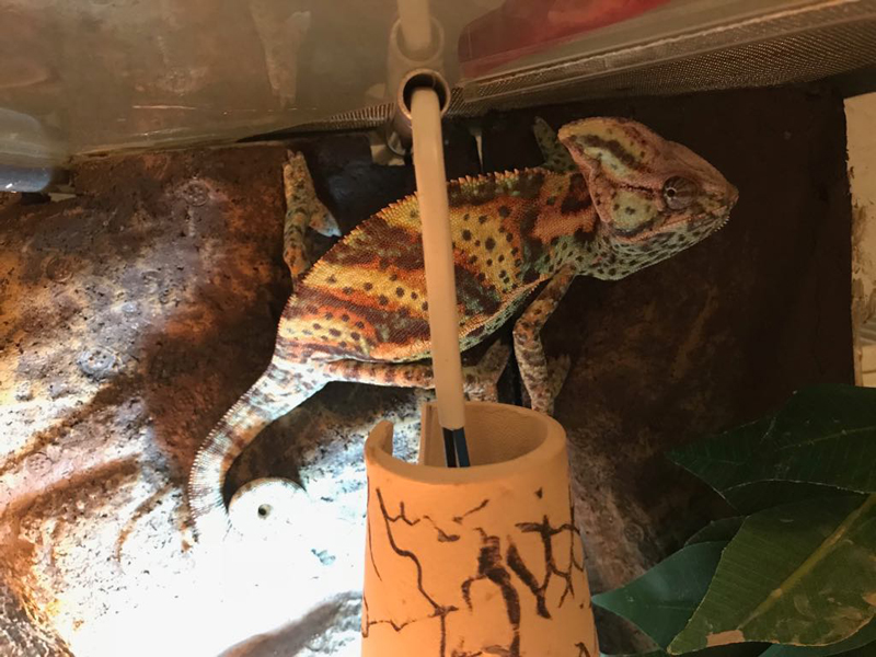 Chameleon začíná sám přijímat potravu